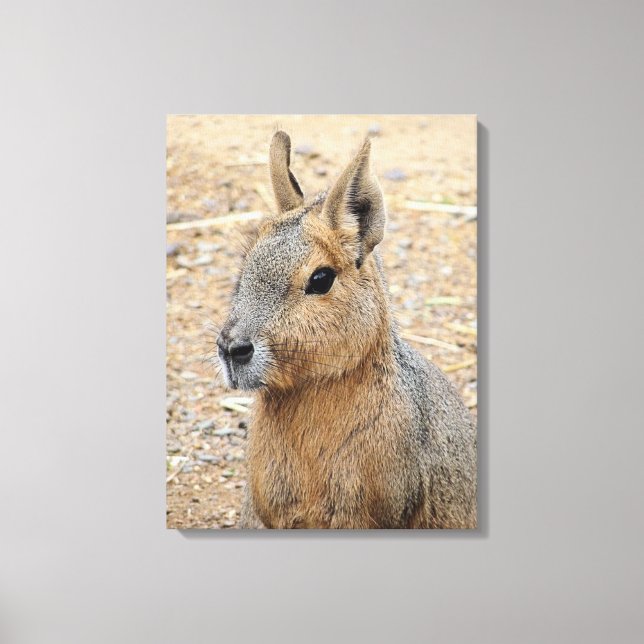 PATAGONIAN MARA CANVASTRYCK (Framsida)