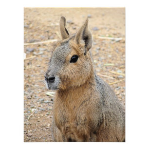 PATAGONIAN MARA FOTOTRYCK