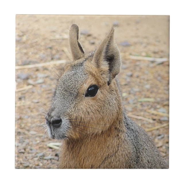 PATAGONIAN MARA KAKELPLATTA (Framsidan)