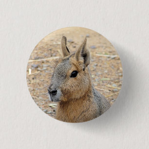 PATAGONIAN MARA KNAPP