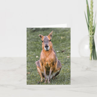 Patagonian Mara Kort