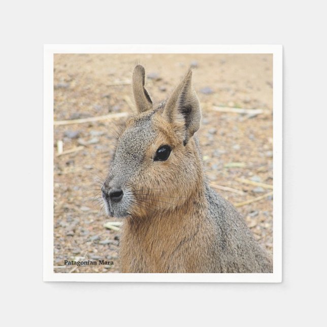 PATAGONIAN MARA PAPPERSSERVETT (Framsidan)