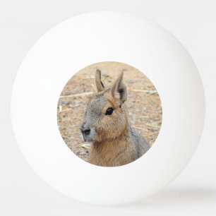 PATAGONIAN MARA PINGISBOLL