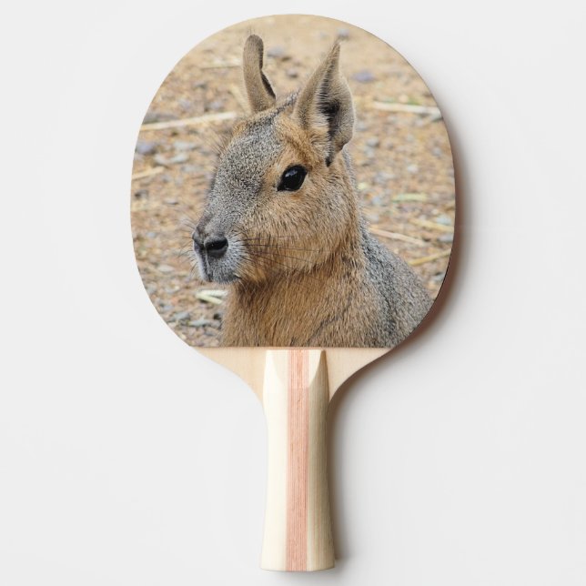 PATAGONIAN MARA PINGISRACKET (Framsidan)