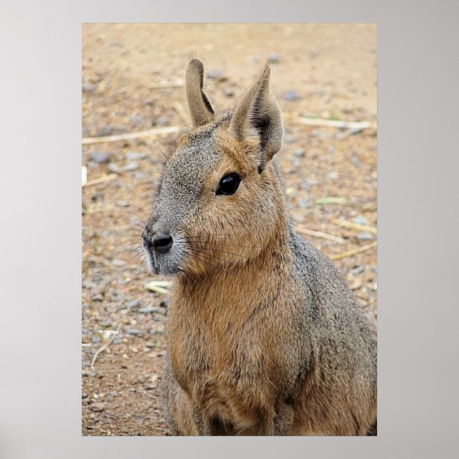 PATAGONIAN MARA POSTER (Framsidan)