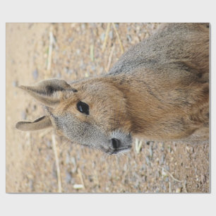 PATAGONIAN MARA PRESENTPAPPER