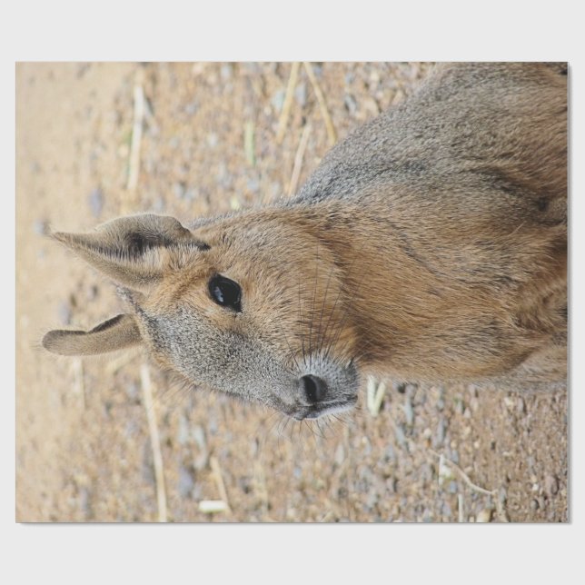 PATAGONIAN MARA PRESENTPAPPER (Platt)