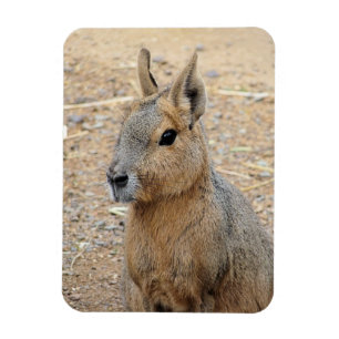 PATAGONIAN MARA VILD ANIMAL MAGNET