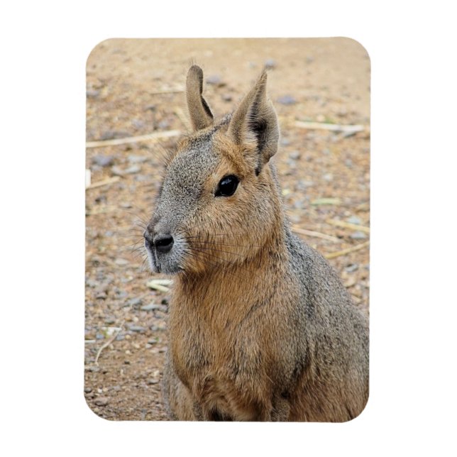 PATAGONIAN MARA VILD ANIMAL MAGNET (Vertikal)