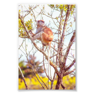 Patas är Up a Träd Fototryck
