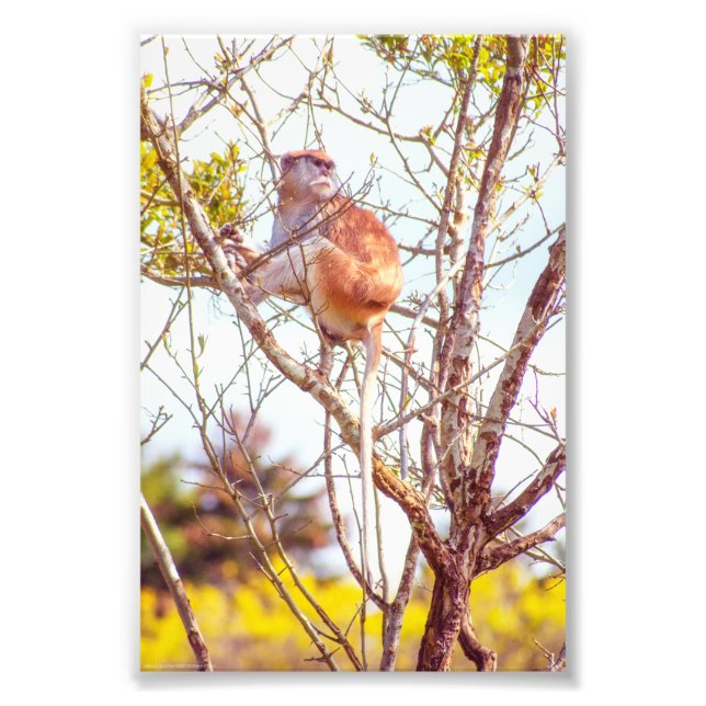 Patas är Up a Träd Fototryck (Framsidan)