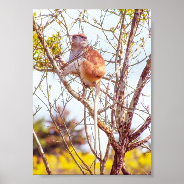 Patas är Upp i ett Träd Poster (Framsidan)