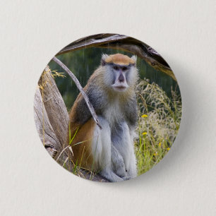 Patas Monkey Knapp