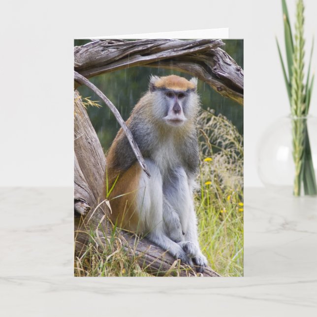 Patas Monkey Kort (Framsida)