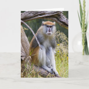 Patas Monkey Kort