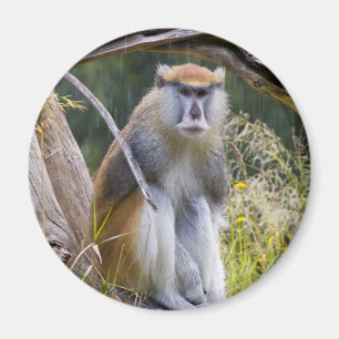 Patas Monkey Magnet