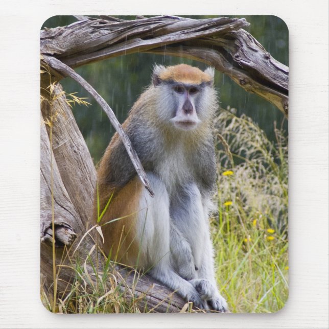 Patas Monkey Musmatta (Framsidan)