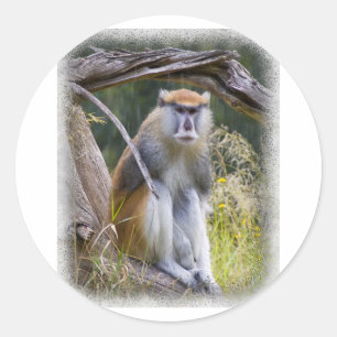 Patas Monkey Runt Klistermärke