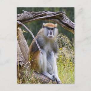 Patas Monkey Vykort