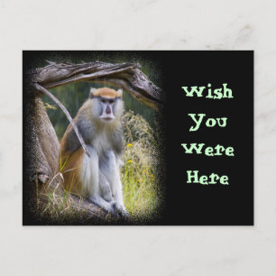 Patas Monkey Vykort