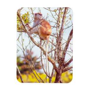 Patas sitter i ett träd magnet