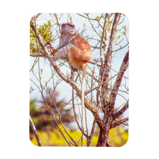 Patas sitter i ett träd magnet (Vertikal)