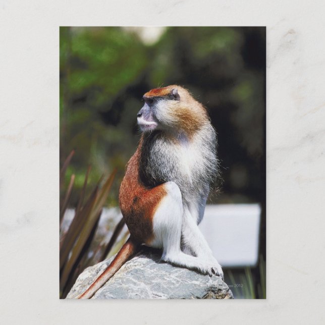 Patasapa Vykort (Framsida)