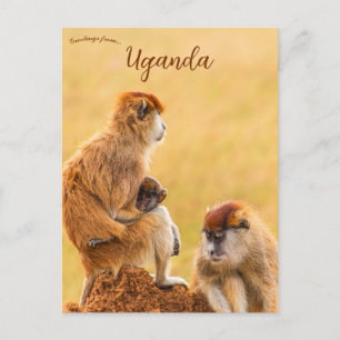Patasmarkattor i Uganda Vykort