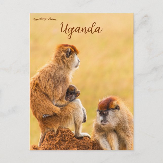 Patasmarkattor i Uganda Vykort (Framsida)
