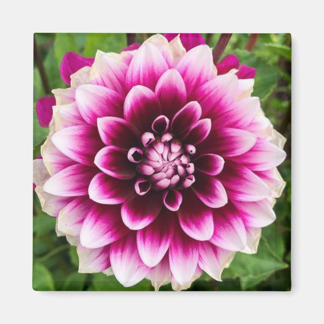 Patches Dahlia Magnet (Framsidan)