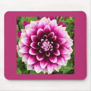 Patches Dahlia Musmatta