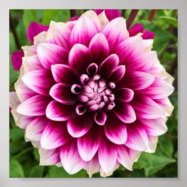 Patches Dahlia Poster (Framsidan)