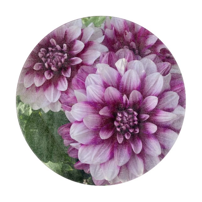 Patches Dahlia, Stunning Lila Flower (Framsidan)