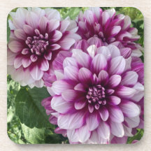 Patches Dahlia, Stunning Lila Flower