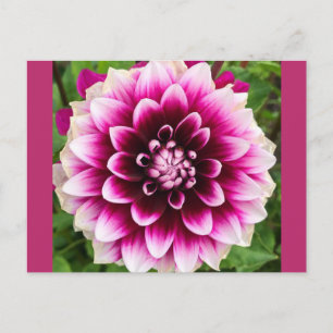 Patches Dahlia Vykort
