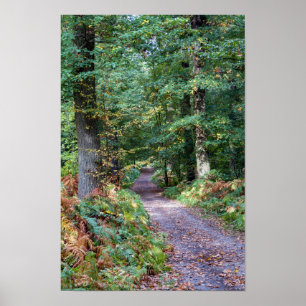 Pathway i höstskogen, Saint Germain Forest Poster