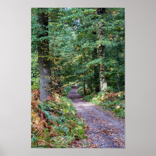 Pathway i höstskogen, Saint Germain Forest Poster (Framsidan)