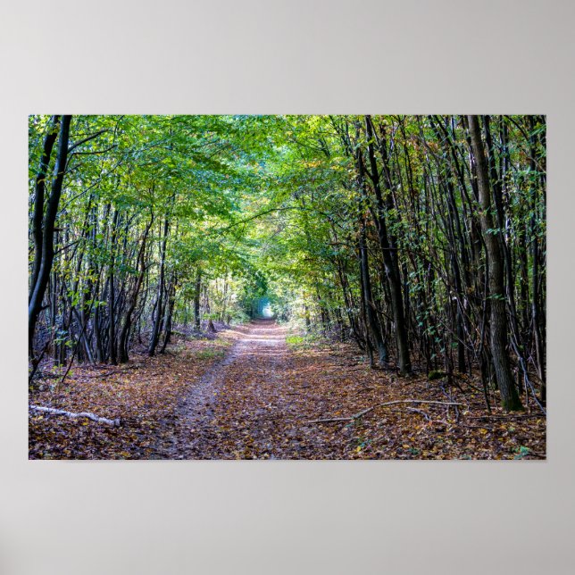 Pathway i höstskogen, Saint Germain Forest Poster (Framsidan)