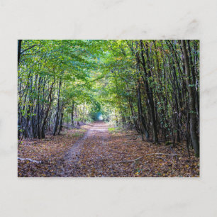 Pathway i höstskogen, Saint Germain Forest Vykort