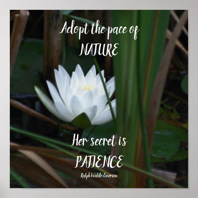 Patience Emerson Inspirational Citote Lotus Poster (Framsidan)