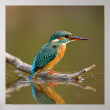 Patient Kingfisher på Gren - Riverbank Wildlife