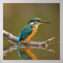 Patient Kingfisher på Gren - Riverbank Wildlife Poster