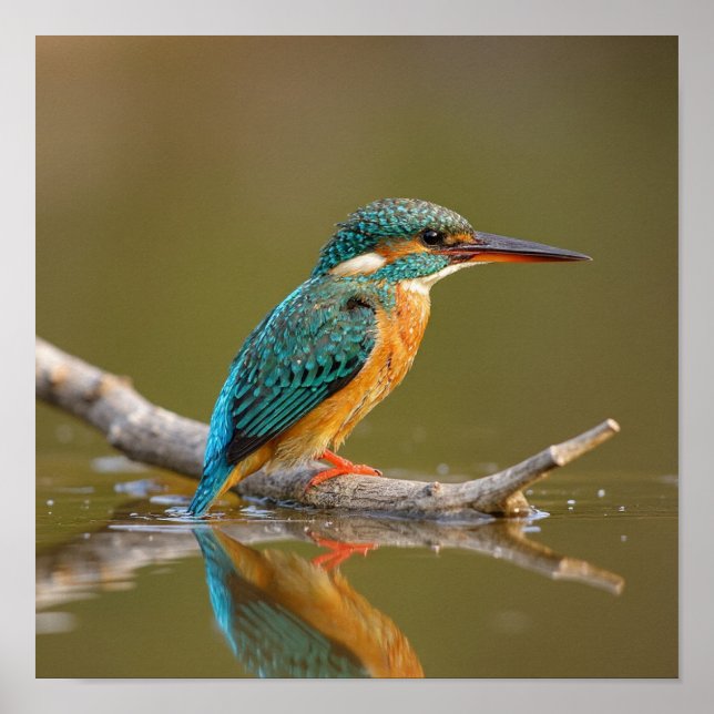 Patient Kingfisher på Gren - Riverbank Wildlife Poster (Framsidan)