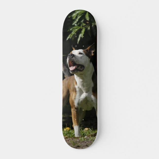 Patineta Pitbull Marrón Y Blanco Observando Mini Skateboard Bräda 18,5 Cm (Framsida)