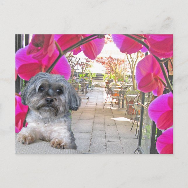 Patio Cafe vykort (Framsida)