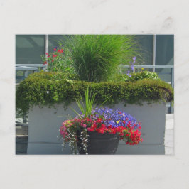 Patio Visning av 2013 Fläkrarnas vykort