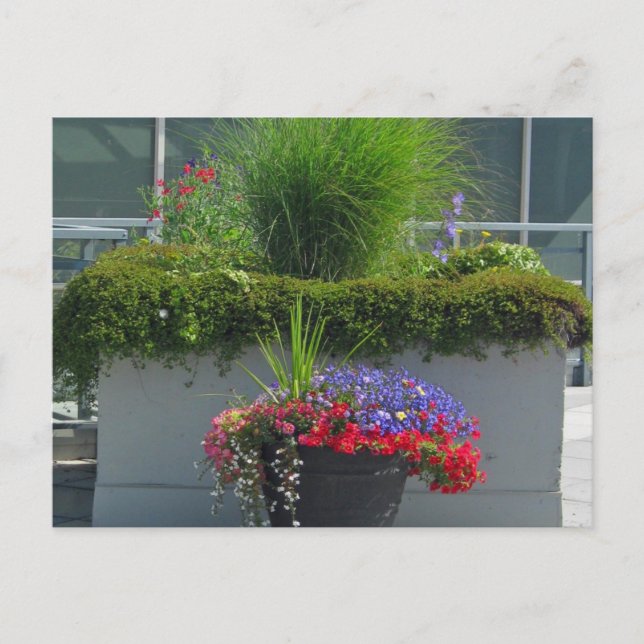 Patio Visning av 2013 Fläkrarnas vykort (Framsida)