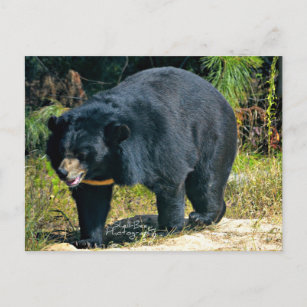 Påtkort för asiatisk svart björn vykort