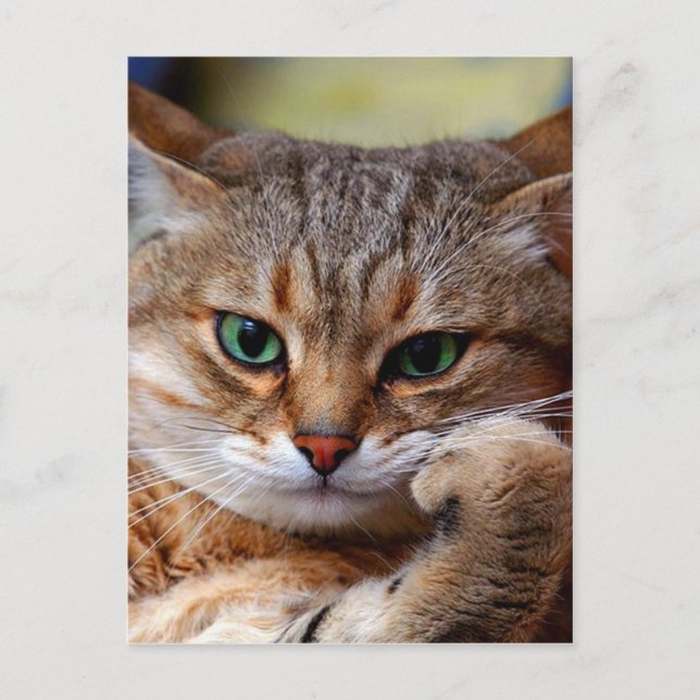 påträngande tigerkatt vykort (Framsida)