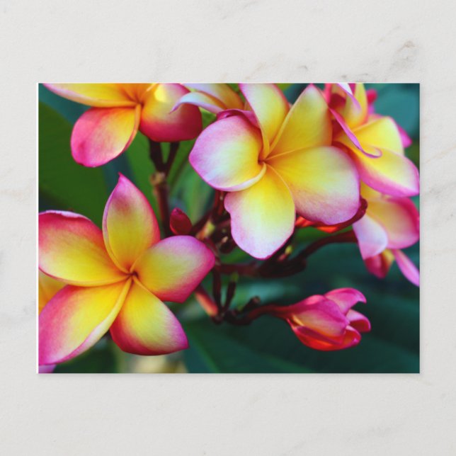 patriciapotluck-blomning, plumeria-vykort vykort (Framsida)